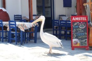 Trogir